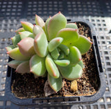 Echeveria red apple 红苹果 MELBOURNE SYDNEY ADELAIDE QUEENSLAND CANBERRA VICTORIA NSW QUEENSLAND SOUTH AUSTRALIA ACT SUCCULENT 多肉 墨尔本 维多利亚 澳洲 澳大利亚 悉尼 新南威尔士 阿德莱德 南澳 昆士兰 布里斯本 黄金海岸 多肉植物 堪培拉