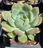 Echeveria red apple