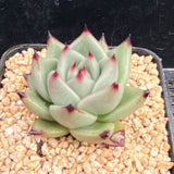 Echeveria red dragon
