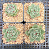Echeveria red dragon
