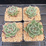 Echeveria red dragon
