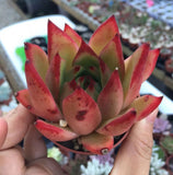 Echeveria red ebony