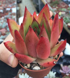 Echeveria red ebony