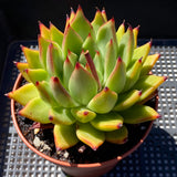 Echeveria red ebony