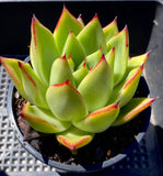 Echeveria red ebony