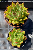 Echeveria red ebony