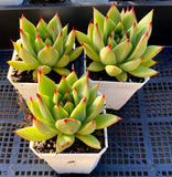 Echeveria red ebony