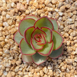 Echeveria red line rose XS