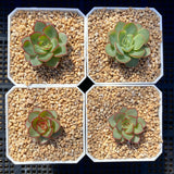 Echeveria red line rose XS