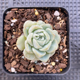 Echeveria red velvet
