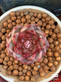 Echeveria red velvet