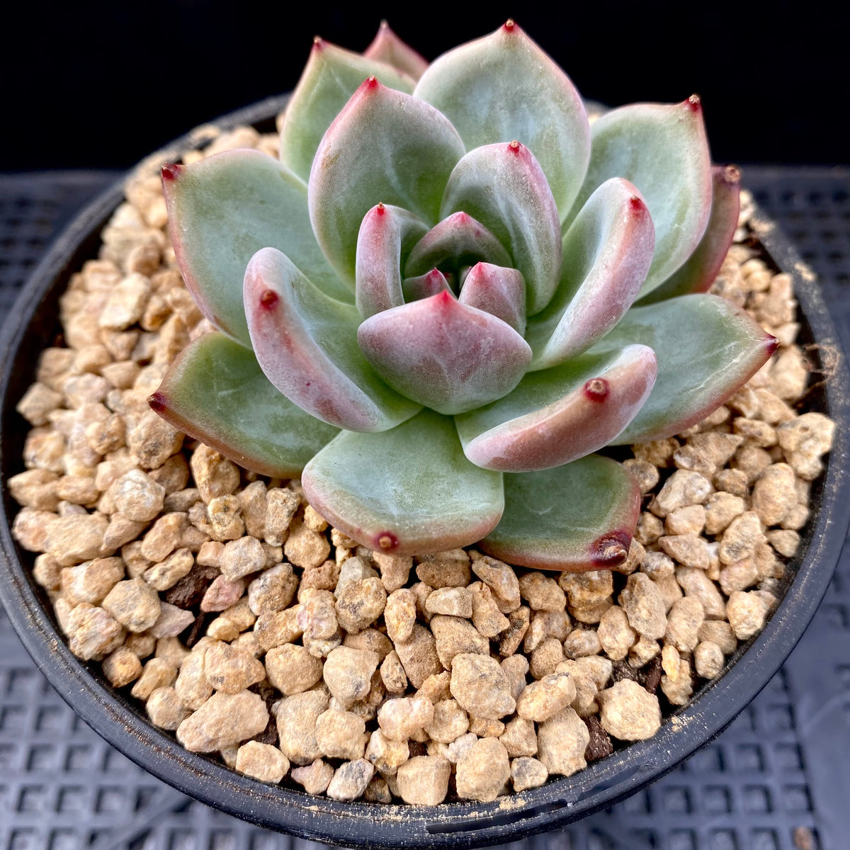 Echeveria red wine champagne