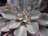 Echeveria Riga MELBOURNE SYDNEY ADELAIDE QUEENSLAND CANBERRA VICTORIA NSW QUEENSLAND SOUTH AUSTRALIA ACT SUCCULENT 多肉 墨尔本 维多利亚 澳洲 澳大利亚 悉尼 新南威尔士 阿德莱德 南澳 昆士兰 布里斯本 黄金海岸 多肉植物 堪培拉