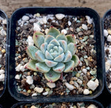 Echeveria rumengling SMALL