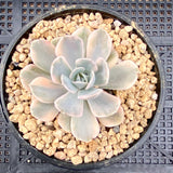 Echeveria ruyonii variegated