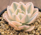 Echeveria ruyonii variegated
