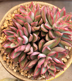 Echeveria sagita small form MELBOURNE SYDNEY ADELAIDE QUEENSLAND CANBERRA VICTORIA NSW QUEENSLAND SOUTH AUSTRALIA ACT SUCCULENT 多肉 墨尔本 维多利亚 澳洲 澳大利亚 悉尼 新南威尔士 阿德莱德 南澳 昆士兰 布里斯本 黄金海岸 多肉植物 堪培拉