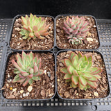 Echeveria sagita small form