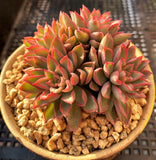 Echeveria sagita small form MELBOURNE SYDNEY ADELAIDE QUEENSLAND CANBERRA VICTORIA NSW QUEENSLAND SOUTH AUSTRALIA ACT SUCCULENT 多肉 墨尔本 维多利亚 澳洲 澳大利亚 悉尼 新南威尔士 阿德莱德 南澳 昆士兰 布里斯本 黄金海岸 多肉植物 堪培拉