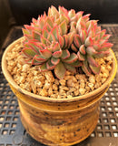 Echeveria sagita small form MELBOURNE SYDNEY ADELAIDE QUEENSLAND CANBERRA VICTORIA NSW QUEENSLAND SOUTH AUSTRALIA ACT SUCCULENT 多肉 墨尔本 维多利亚 澳洲 澳大利亚 悉尼 新南威尔士 阿德莱德 南澳 昆士兰 布里斯本 黄金海岸 多肉植物 堪培拉