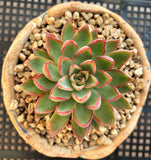 Echeveria sagita small form MELBOURNE SYDNEY ADELAIDE QUEENSLAND CANBERRA VICTORIA NSW QUEENSLAND SOUTH AUSTRALIA ACT SUCCULENT 多肉 墨尔本 维多利亚 澳洲 澳大利亚 悉尼 新南威尔士 阿德莱德 南澳 昆士兰 布里斯本 黄金海岸 多肉植物 堪培拉