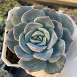 Echeveria sanchez monstrose