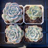Echeveria sanchez monstrose