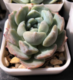 Echeveria sarahime botan x lilacina monstrose 沙罗姬牡丹杂丽娜莲石化 MELBOURNE SYDNEY ADELAIDE QUEENSLAND CANBERRA VICTORIA NSW QUEENSLAND SOUTH AUSTRALIA ACT SUCCULENT 多肉 墨尔本 维多利亚 澳洲 澳大利亚 悉尼 新南威尔士 阿德莱德 南澳 昆士兰 布里斯本 黄金海岸 多肉植物 堪培拉