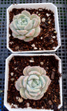 Echeveria sarahime botan x lilacina monstrose 沙罗姬牡丹杂丽娜莲石化 MELBOURNE SYDNEY ADELAIDE QUEENSLAND CANBERRA VICTORIA NSW QUEENSLAND SOUTH AUSTRALIA ACT SUCCULENT 多肉 墨尔本 维多利亚 澳洲 澳大利亚 悉尼 新南威尔士 阿德莱德 南澳 昆士兰 布里斯本 黄金海岸 多肉植物 堪培拉