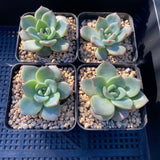 Echeveria shallot champagne