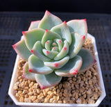 Echeveria shallot champagne