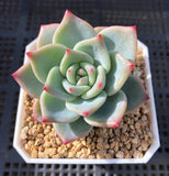 Echeveria shallot champagne
