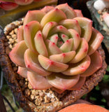 Echeveria shallot champagne