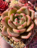Echeveria shallot champagne