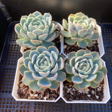 Echeveria sina