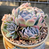 Echeveria sina