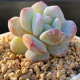 Echeveria snow angel monstrose  S