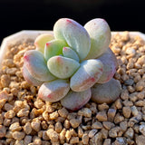 Echeveria snow angel monstrose  S