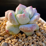 Echeveria snow angel monstrose  S