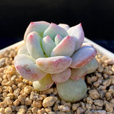 Echeveria snow angel monstrose  S