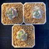 Echeveria snow angel monstrose  S