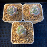 Echeveria snow angel monstrose  S