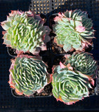Echeveria sp crest