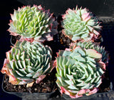 Echeveria sp crest