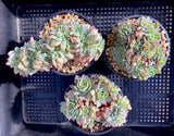 Echeveria sp crest 不知名缀化 MELBOURNE SYDNEY ADELAIDE QUEENSLAND CANBERRA VICTORIA NSW QUEENSLAND SOUTH AUSTRALIA ACT SUCCULENT 多肉 墨尔本 维多利亚 澳洲 澳大利亚 悉尼 新南威尔士 阿德莱德 南澳 昆士兰 布里斯本 黄金海岸 多肉植物 堪培拉