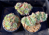 Echeveria sp crest 不知名缀化 MELBOURNE SYDNEY ADELAIDE QUEENSLAND CANBERRA VICTORIA NSW QUEENSLAND SOUTH AUSTRALIA ACT SUCCULENT 多肉 墨尔本 维多利亚 澳洲 澳大利亚 悉尼 新南威尔士 阿德莱德 南澳 昆士兰 布里斯本 黄金海岸 多肉植物 堪培拉