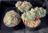 Echeveria sp crest