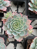 Echeveria sp crest