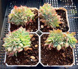 Echeveria sp crest