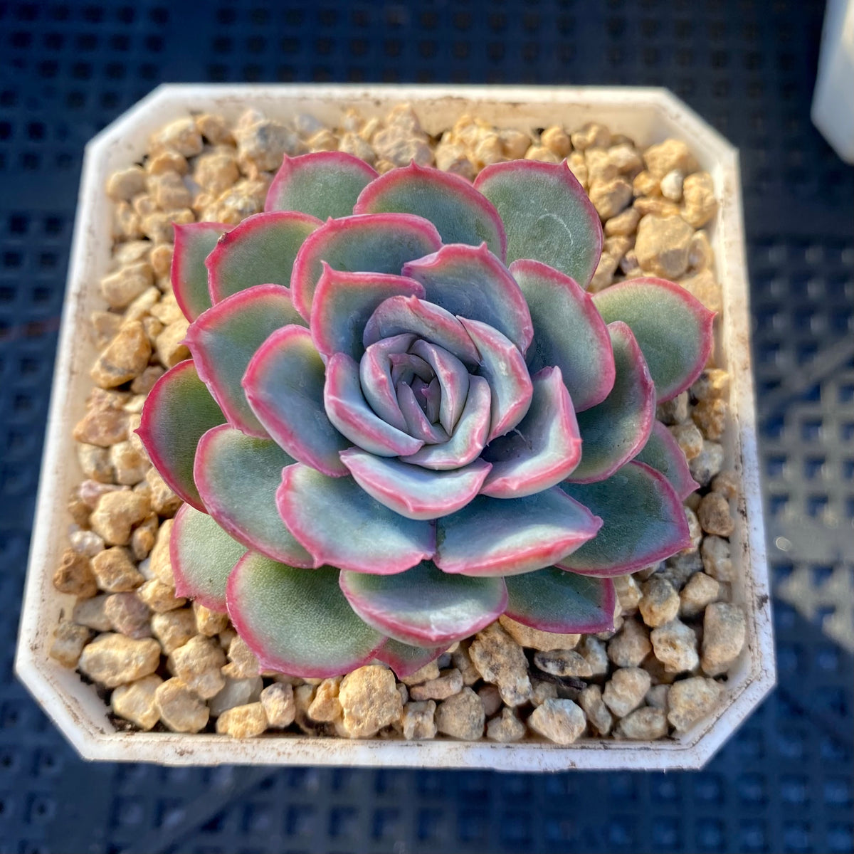 strawberry ice succulents Echeveria strawberry ice – RNT SUCCULENTS